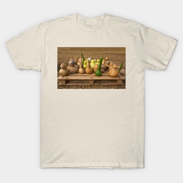 Calabash Display at Italian Pumpkin Farm T-Shirt by jojobob